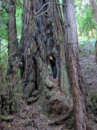 Muir Wald