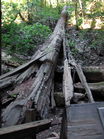 Muir Wald Foto 