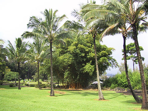 Hawaiis Straßenränder Foto 