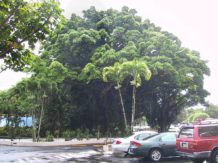 Hawaiis Straßenränder