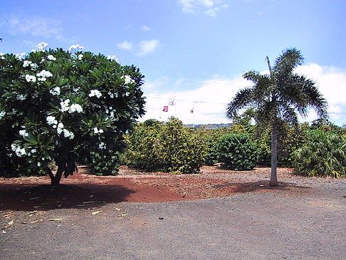 Plantagen auf Kauai
